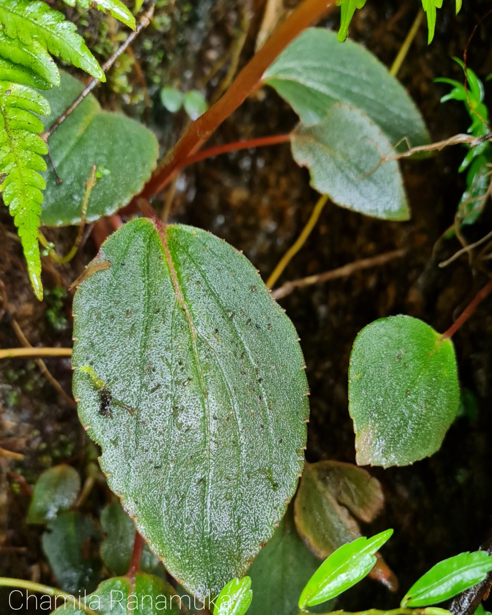 Impatiens acaulis Arn.